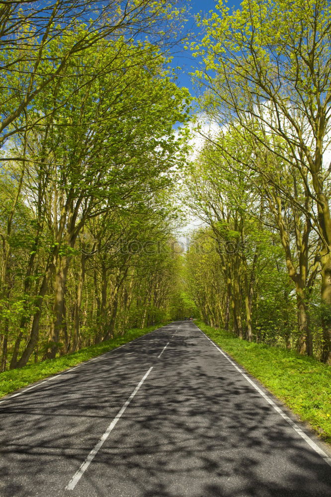 Similar – Image, Stock Photo Trees Avenue Cobblestone Street