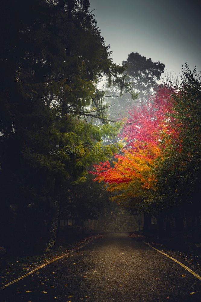 Similar – Red Trees Nacht Baum