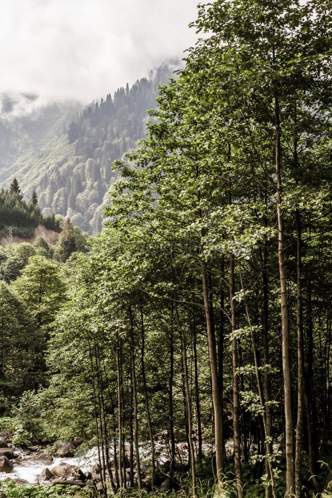 Similar – Image, Stock Photo Landscape of exotic rural village