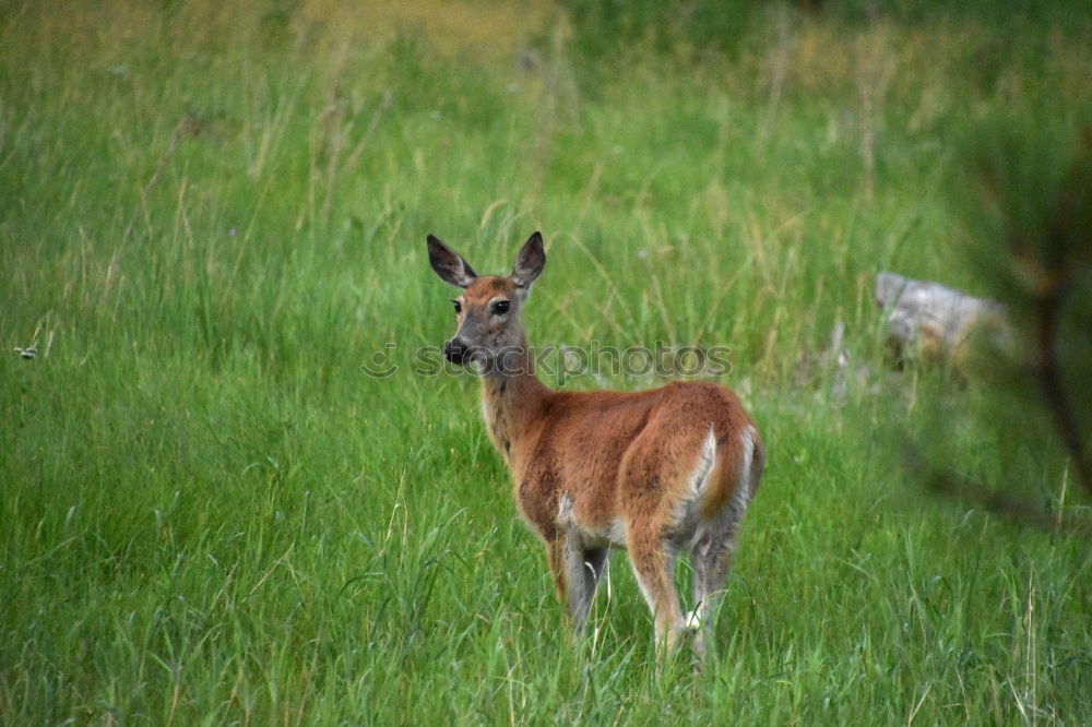 Similar – Image, Stock Photo Not a good hiding place.