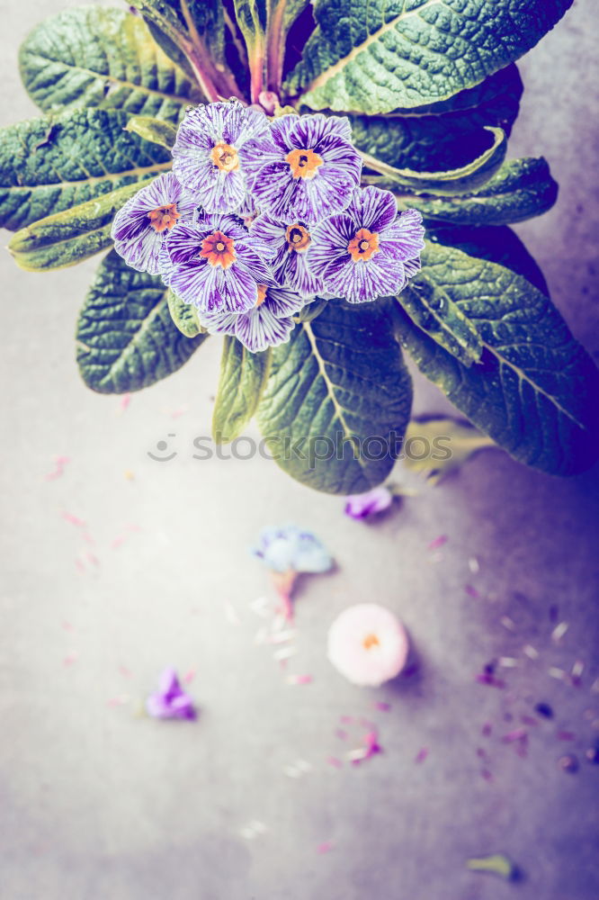 Striped primrose flowers in a flower pot