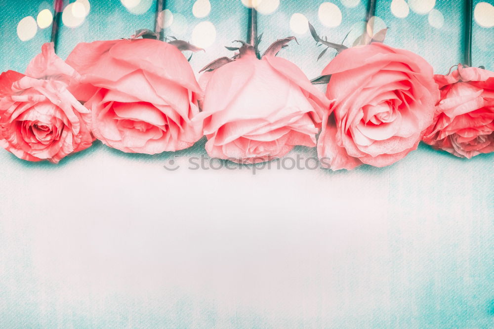 Similar – Spring background with carnations flowers and ribbons