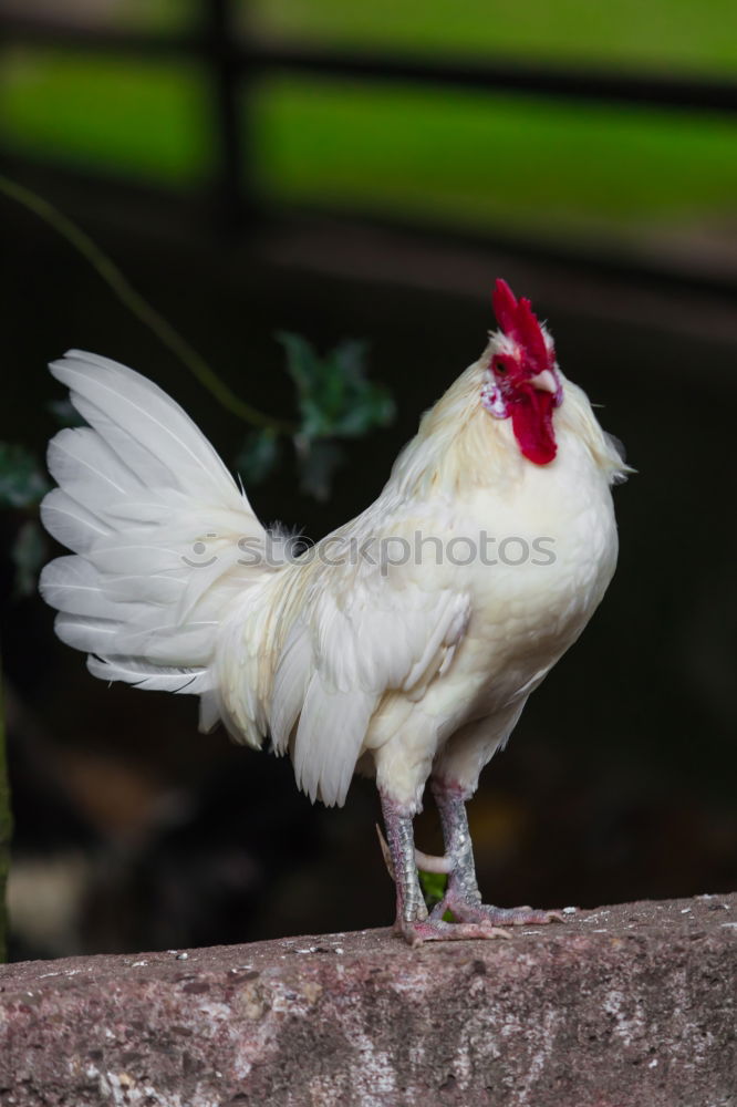 Similar – Posing Chicken