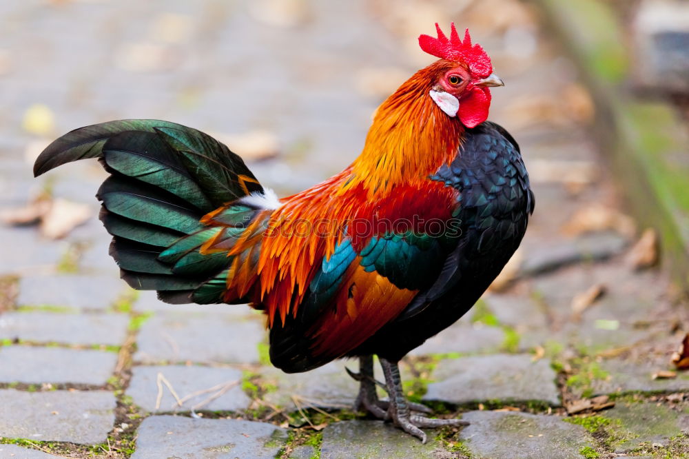 Similar – Image, Stock Photo Where’s Adele? Rooster