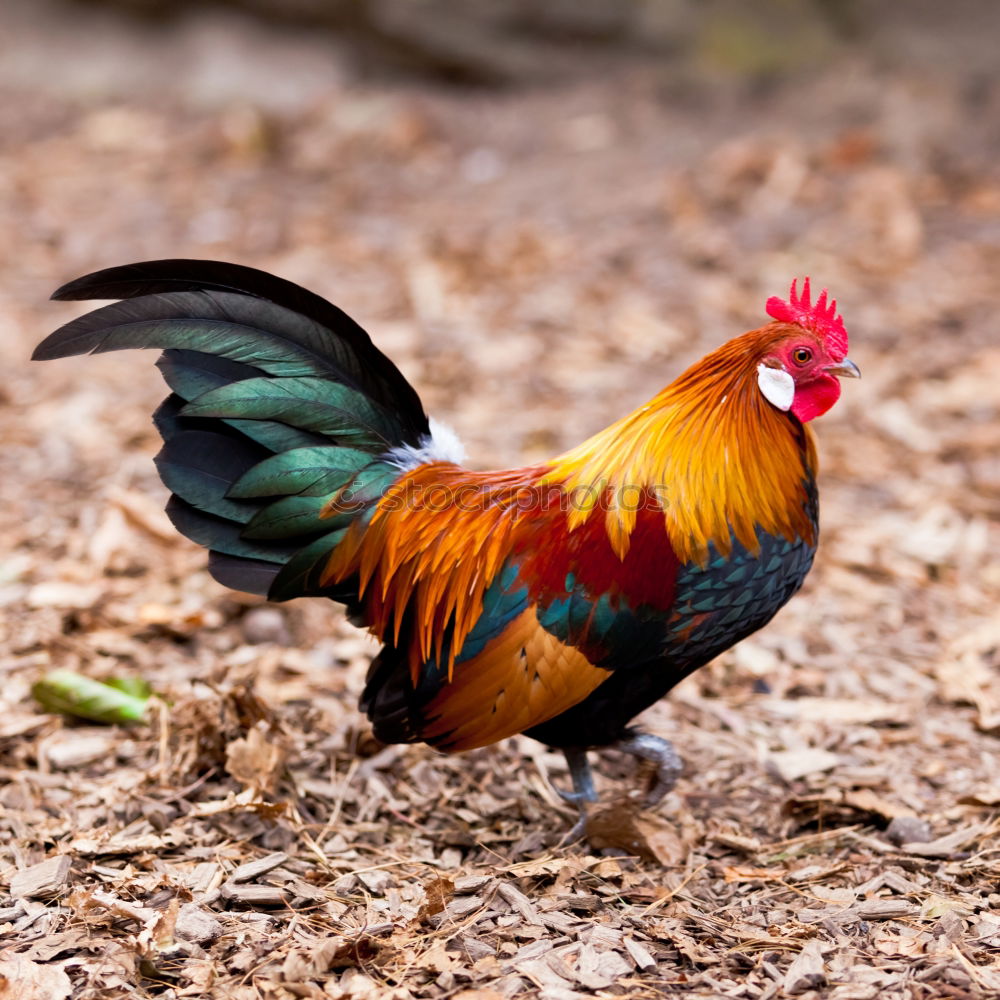 Similar – Rooster Animal Cockscomb