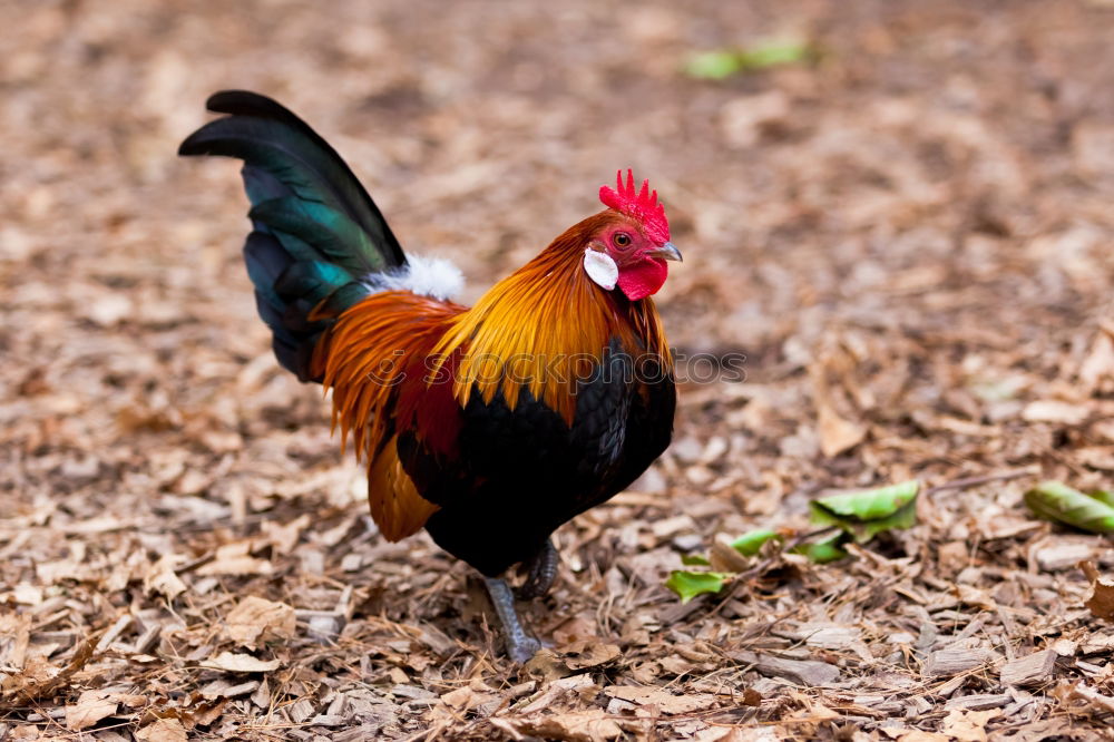 Similar – Image, Stock Photo Johanna the chicken Nature