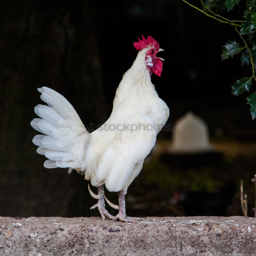 Similar – Posing Chicken