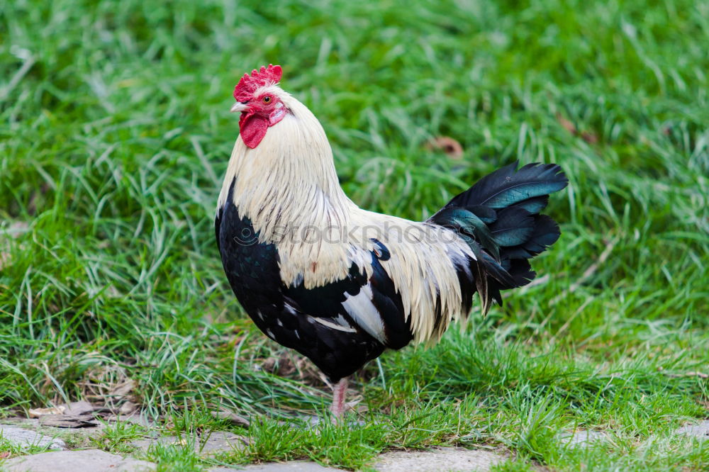 Similar – Image, Stock Photo The cock crows Meat