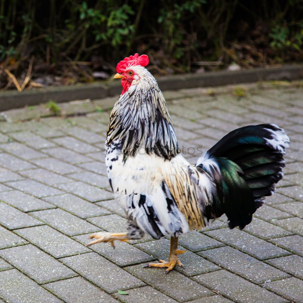 Similar – Image, Stock Photo The cock crows Meat