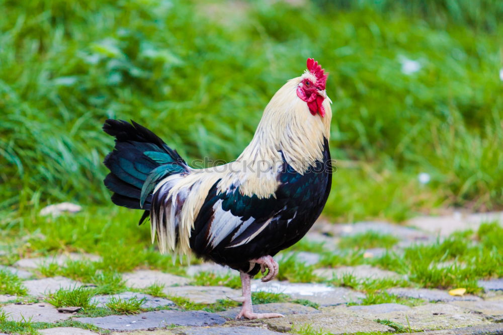 Similar – Image, Stock Photo The cock crows Meat