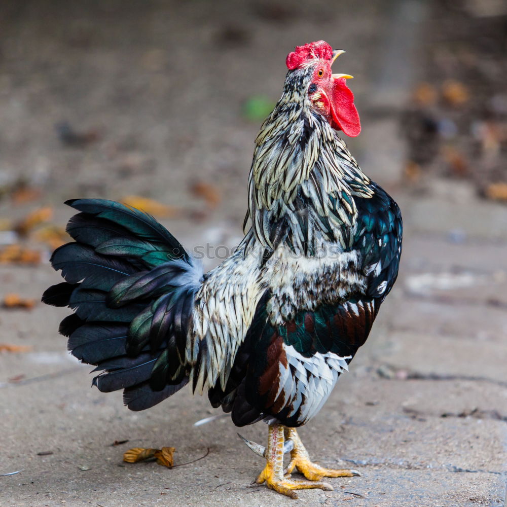 Similar – Close-up of rooster facing the camera