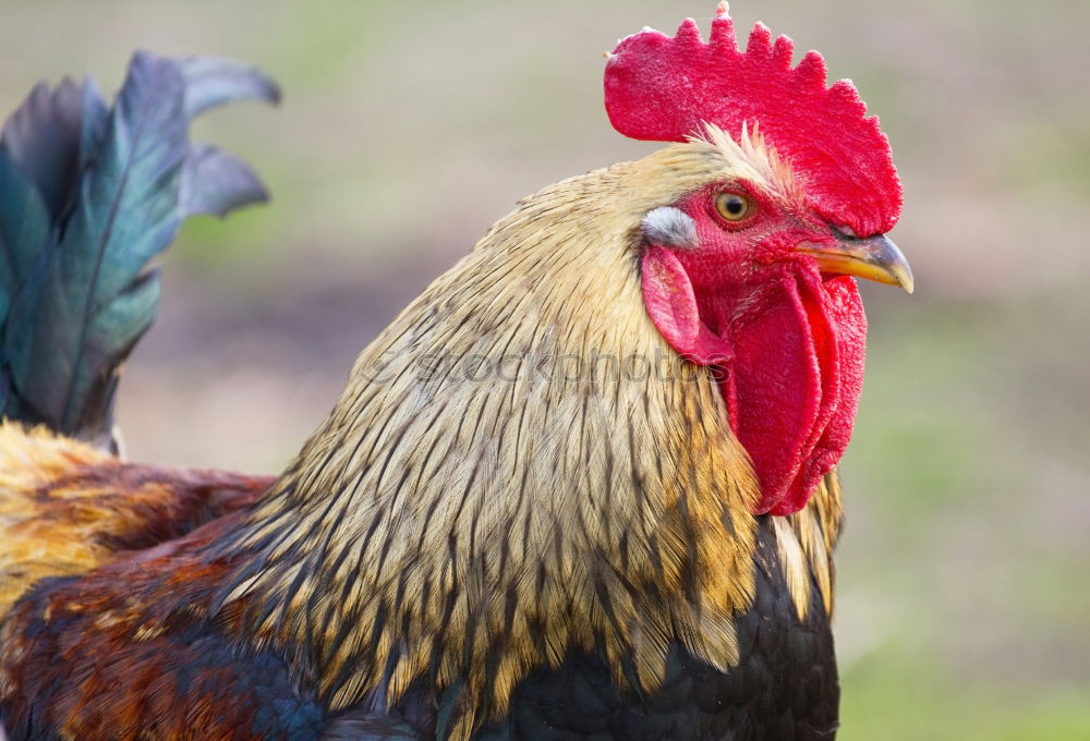 Similar – Image, Stock Photo What now, chicken midget? III