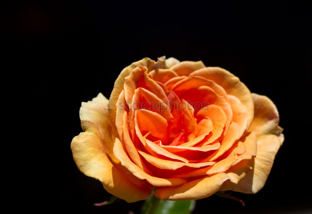 Similar – Image, Stock Photo tulip Tulip Flower Blossom