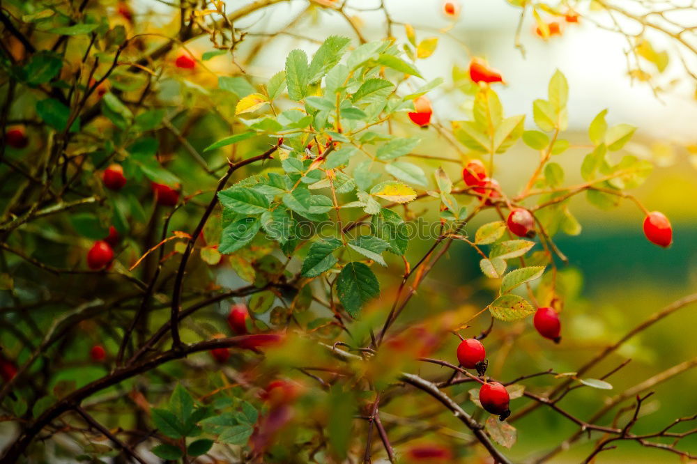 Wilde Johannisbeeren