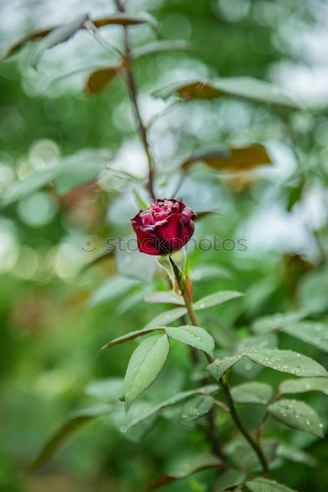 Similar – Image, Stock Photo rose hips Dog rose