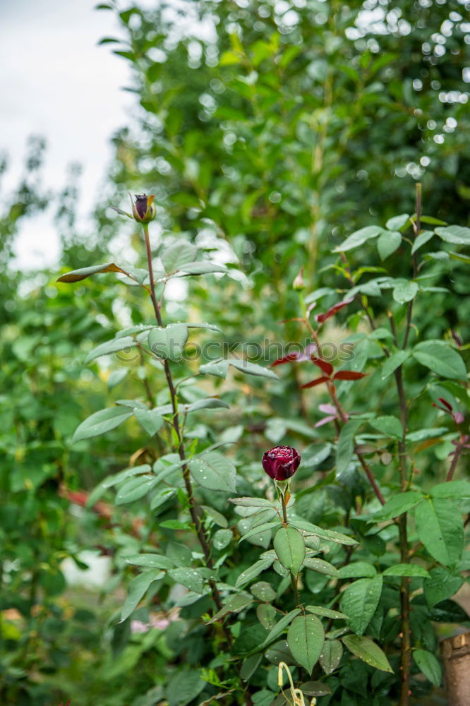 Similar – Image, Stock Photo raised bed fresh green rhubarb