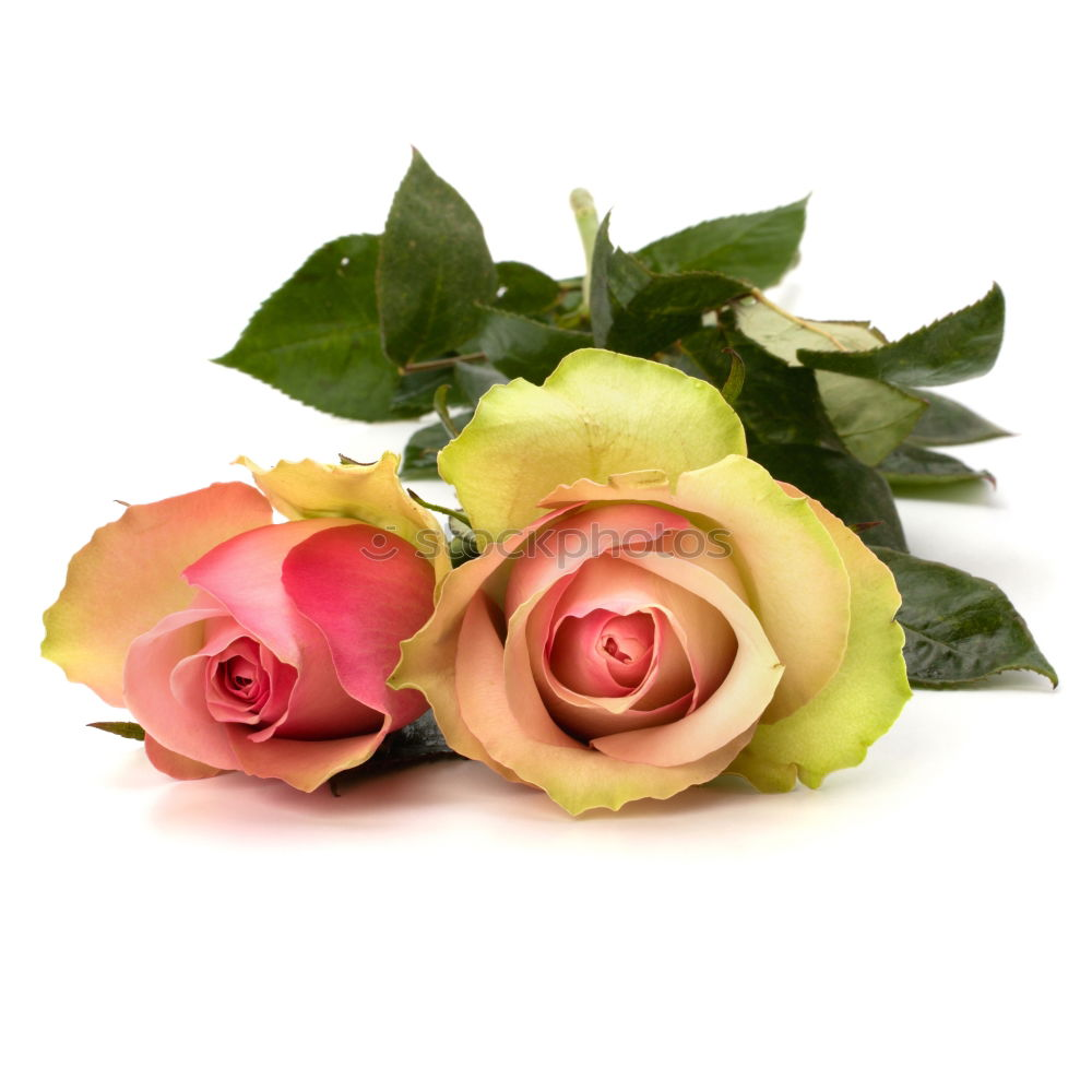 Similar – Bouquet with roses in pink