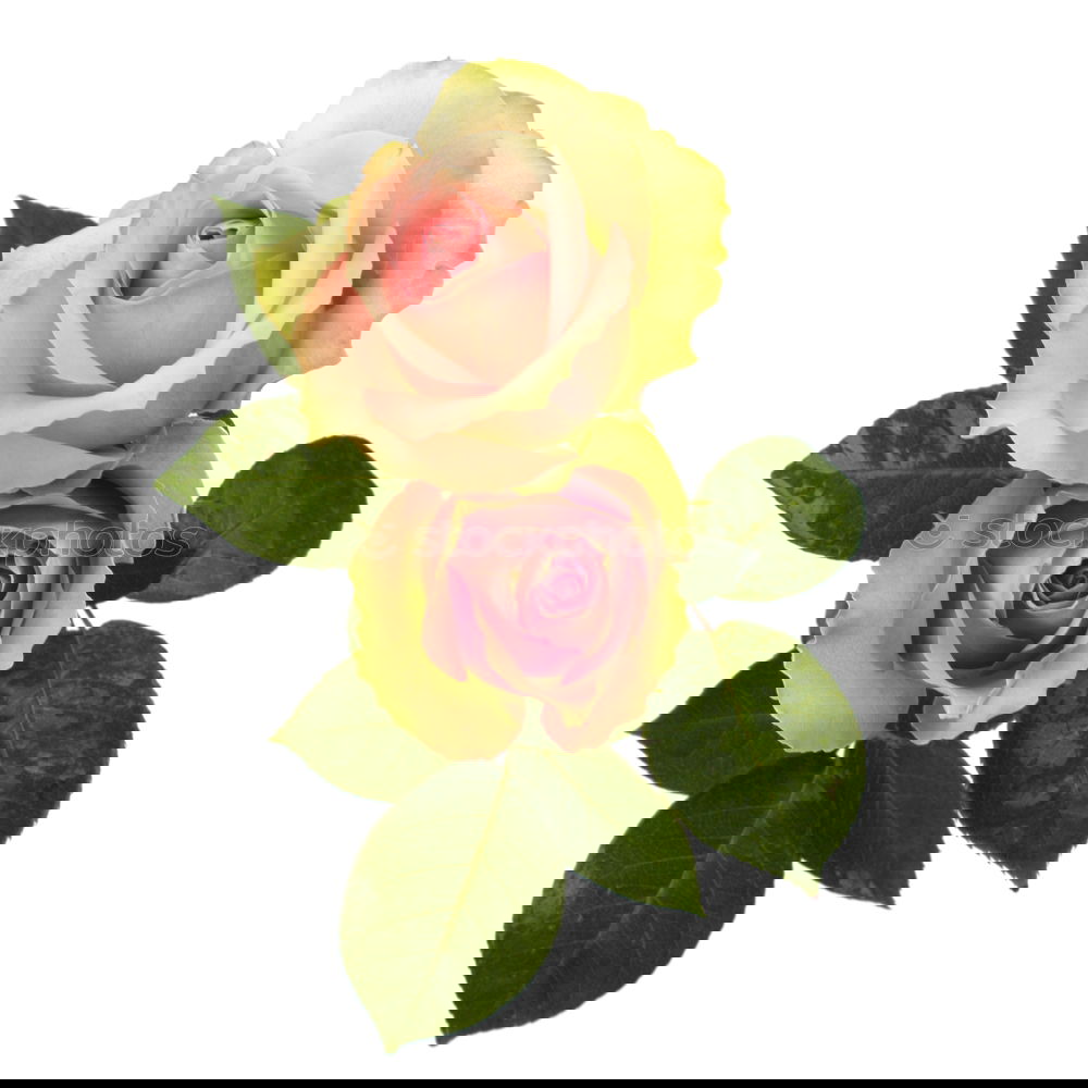 Similar – Image, Stock Photo valentine delay