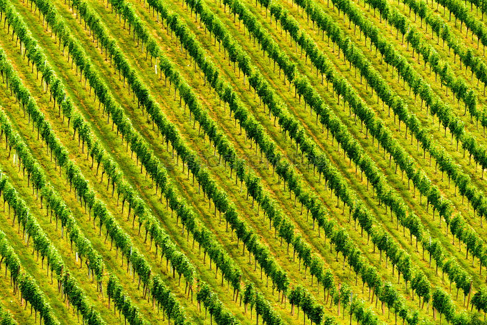 Similar – Foto Bild Bambus4 Umwelt Natur