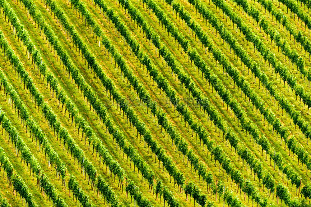 Similar – Foto Bild Bambus4 Umwelt Natur