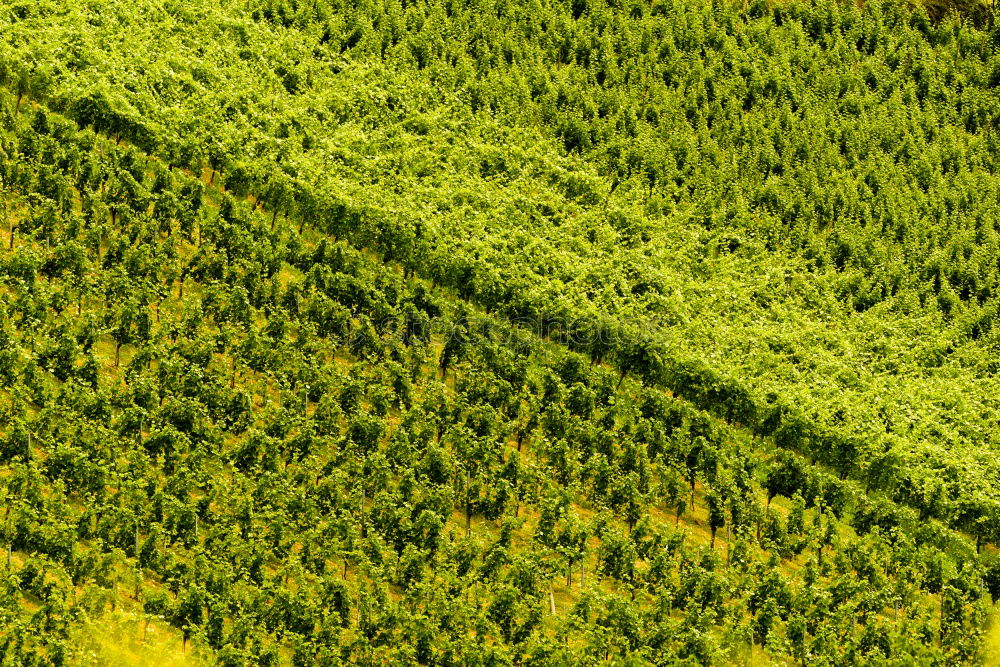 Similar – Foto Bild Wasn das? fliegen Mikrofon
