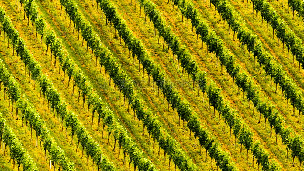 Similar – Foto Bild Bambus4 Umwelt Natur