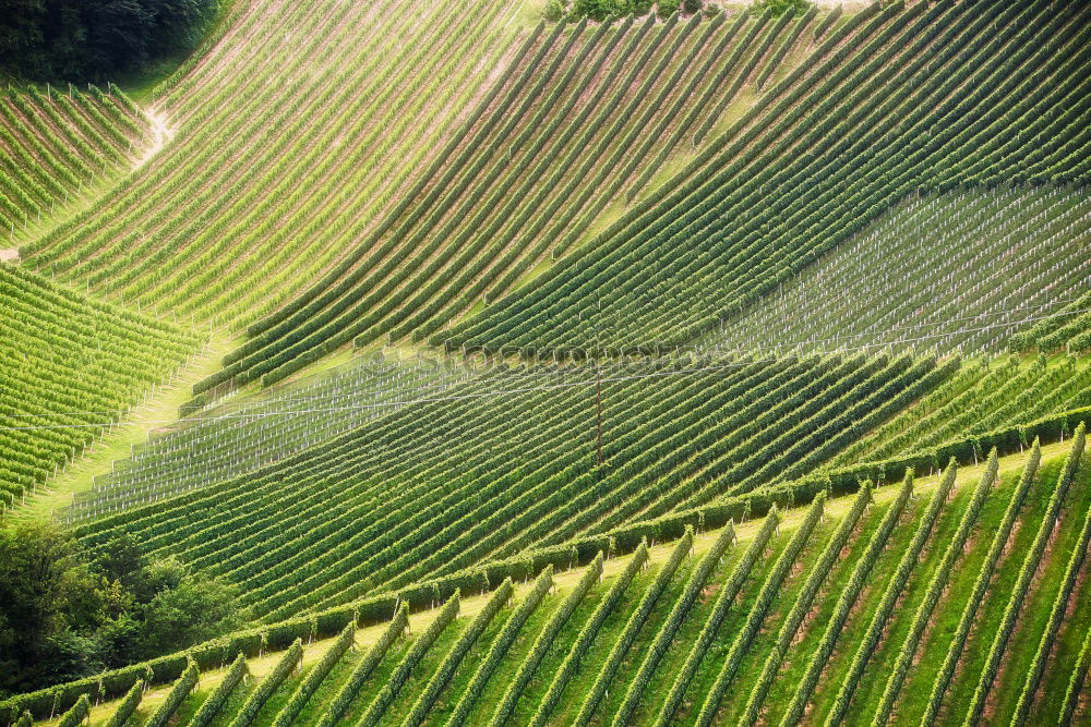 Similar – Image, Stock Photo Moselle wine Golden autumn landscape