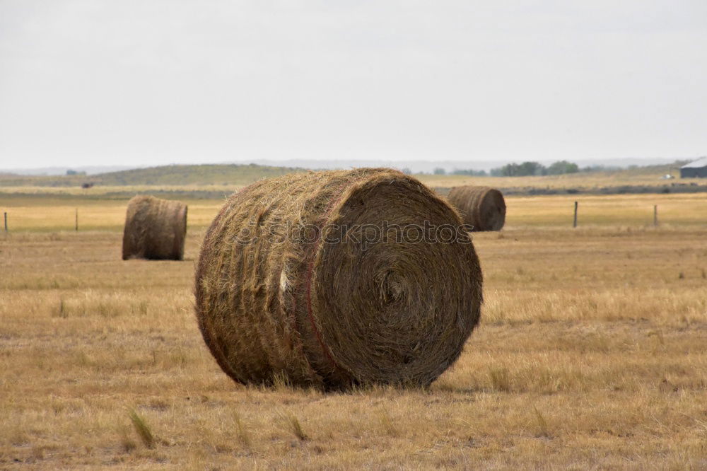 Similar – Image, Stock Photo Bales of straw in the field Trailers are loaded. The field is harvested.  It is autumn