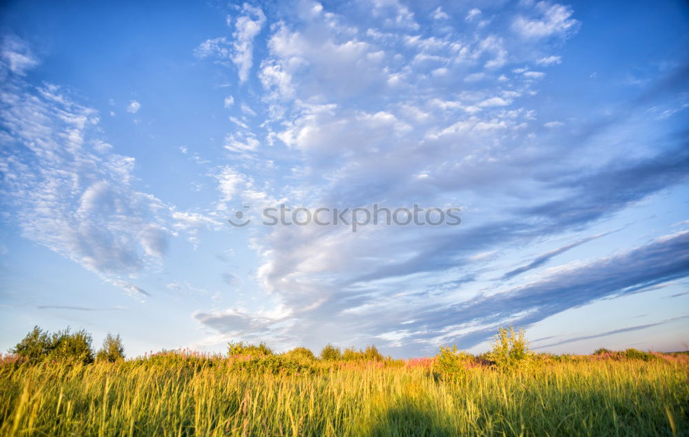 Similar – Image, Stock Photo western beach Wind cripple