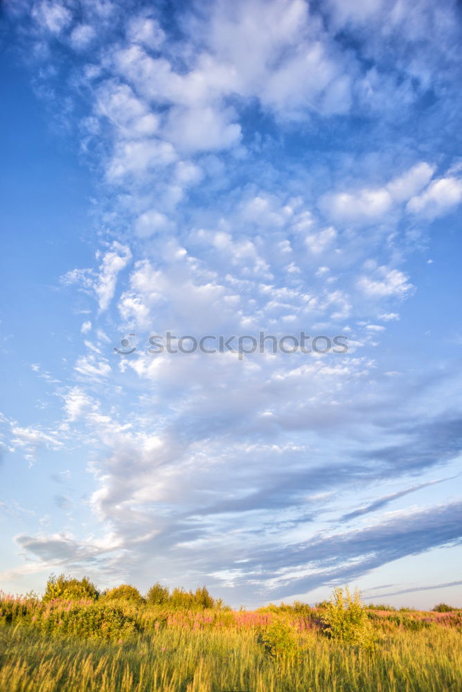 Similar – Image, Stock Photo in the dunes Common Reed