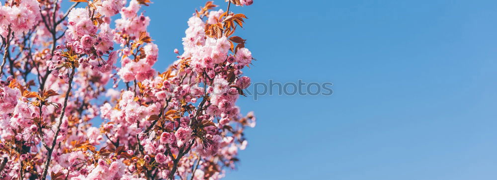 Similar – Spring leaves its pink ribbon …