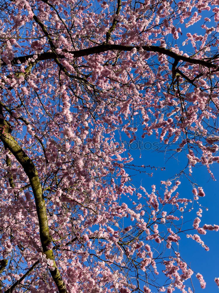 Similar – Ein Tag im Frühling Natur