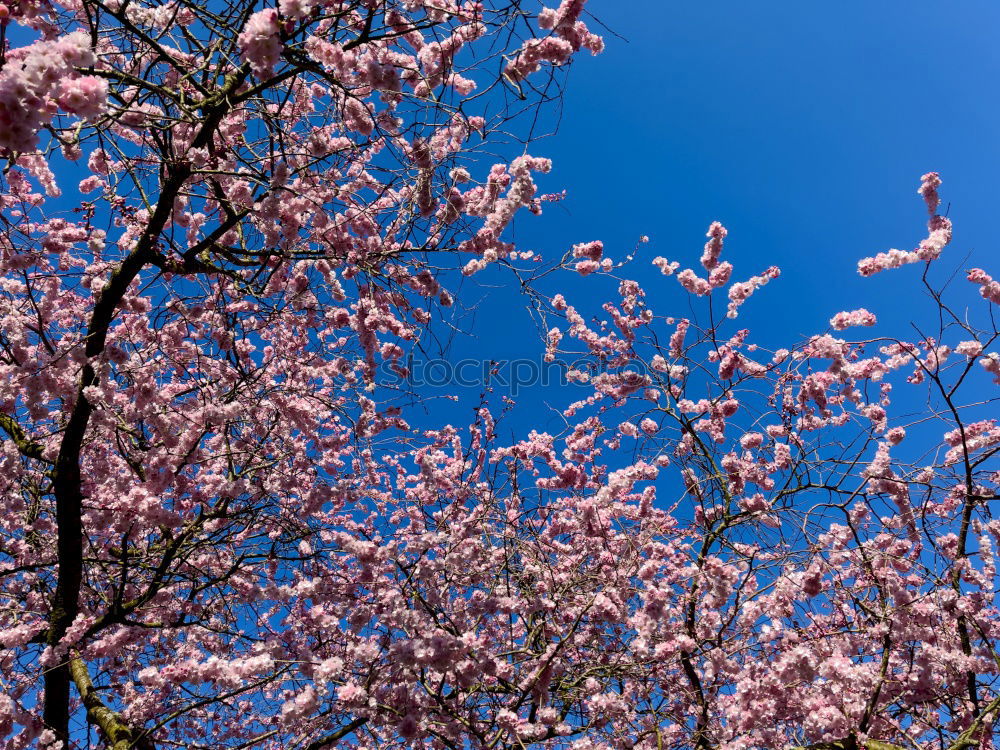 Similar – Image, Stock Photo Magnolienblüte