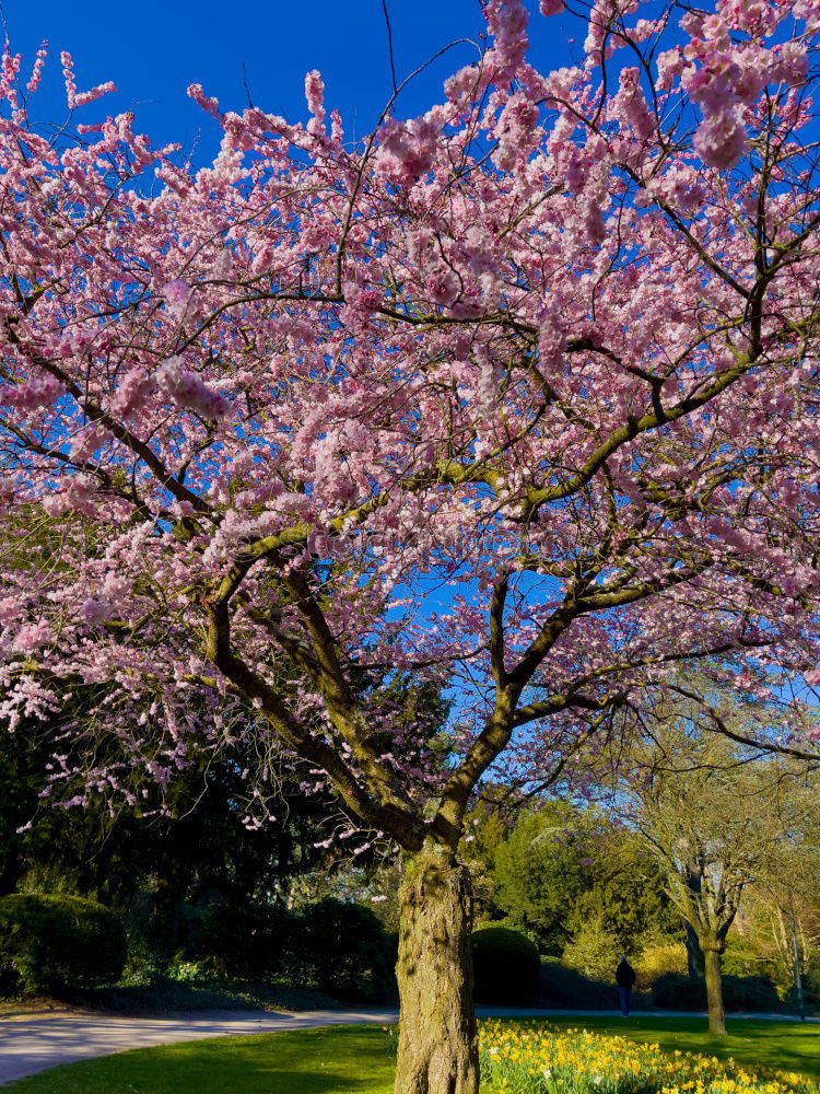 Similar – Image, Stock Photo pink dream Plant Spring