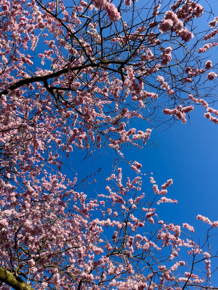 Similar – Ein Tag im Frühling Natur