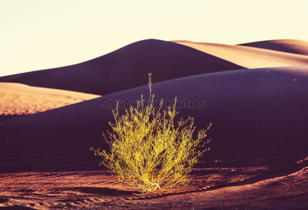 Similar – Foto Bild o Tannenbaum Wüste Sand