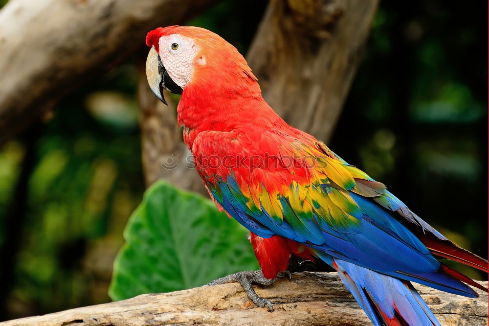 Similar – papagalli Parrots Bird