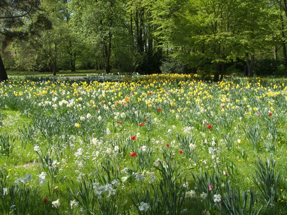 Similar – Image, Stock Photo flower paradise Nature