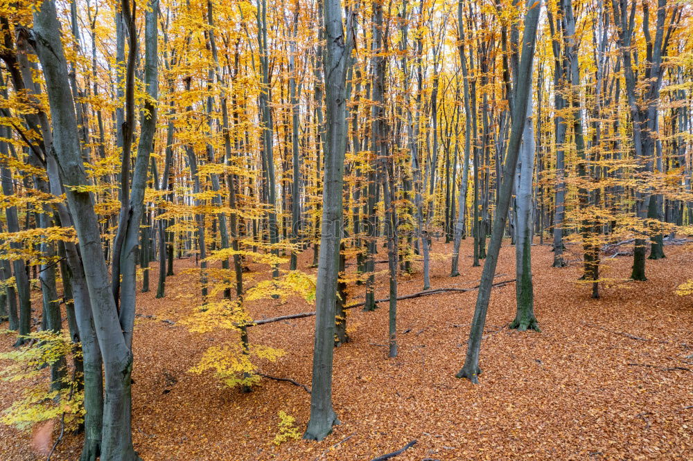 Similar – autumn forest Well-being