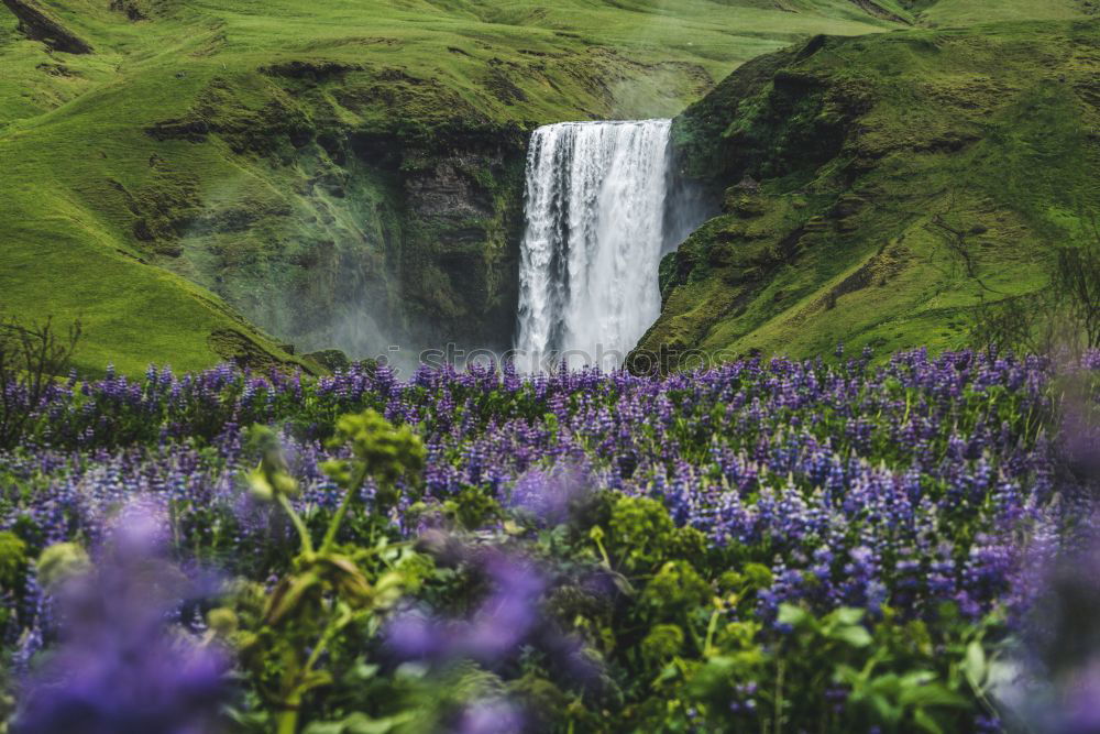 Similar – Lupine Fields Environment