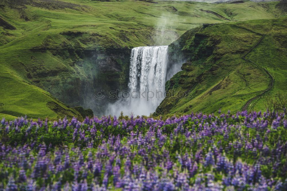 Similar – Lupine Fields Environment