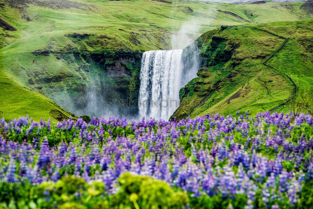 Similar – Lupine Fields Environment