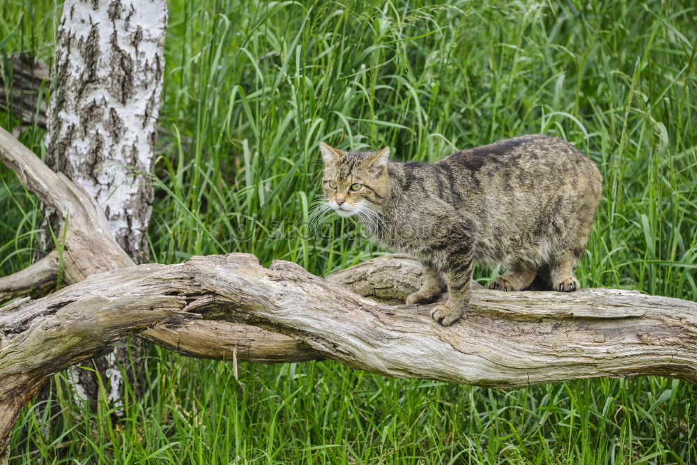 Similar – Image, Stock Photo Encounter with a cat in the grass