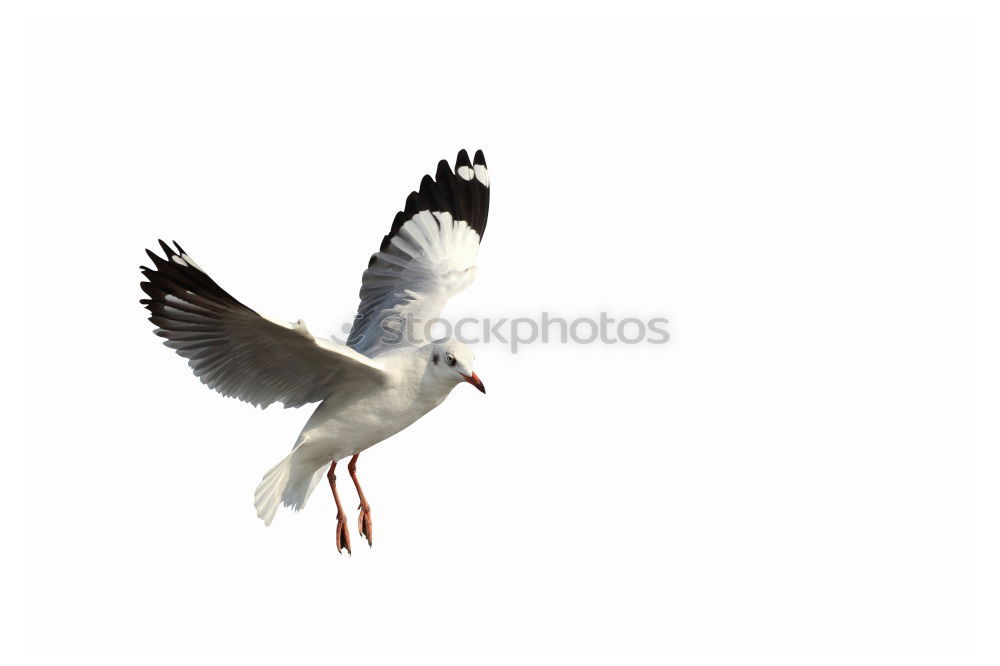 Similar – Image, Stock Photo in a row without a link : Silver-headed seagulls ( Larus novaehollandia )