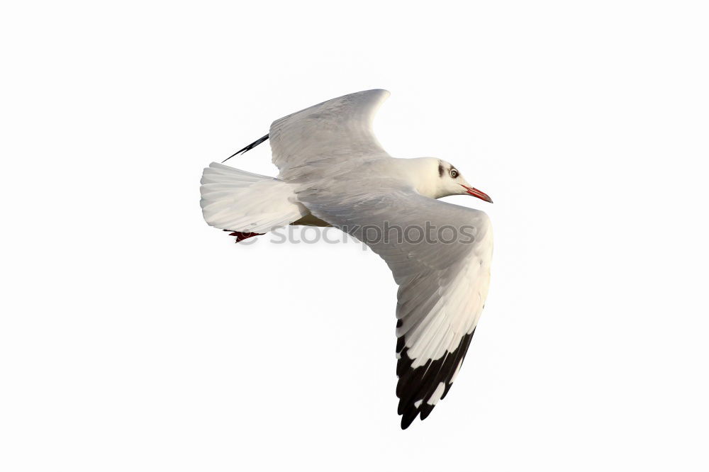 Similar – Image, Stock Photo Seagull flies in the blue sky