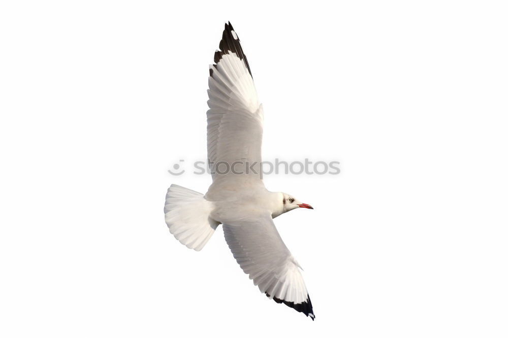 Similar – seagull Norway Feather