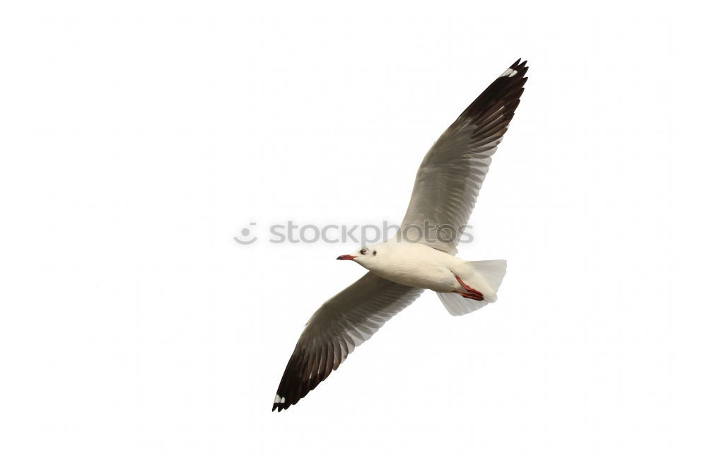 Similar – Image, Stock Photo in a row without a link : Silver-headed seagulls ( Larus novaehollandia )