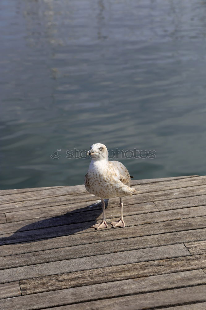 Similar – Image, Stock Photo Day at the sea Relaxation