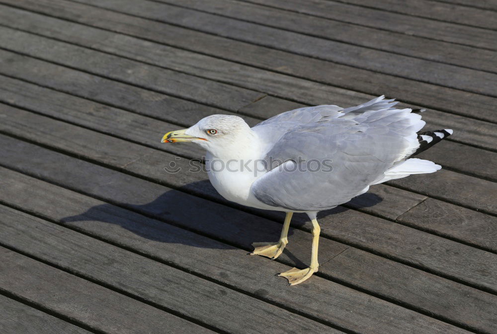 Similar – Foto Bild Möwe, schottisch Tier
