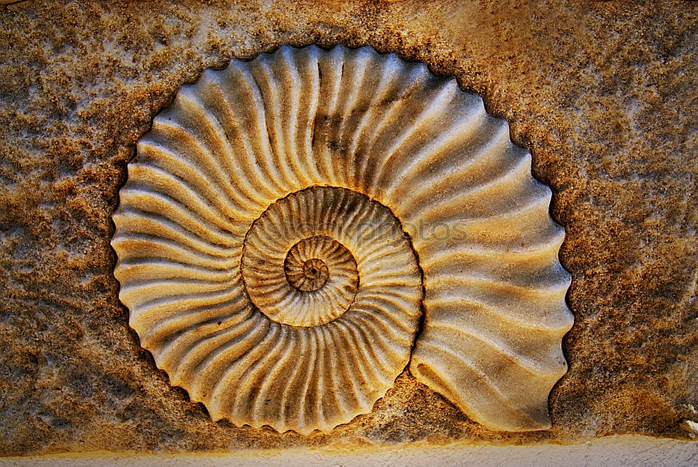 Image, Stock Photo ammonite Ammonite